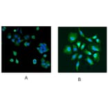 Immunofluorescence - Anti-PARK7 Antibody (A83672) - Antibodies.com