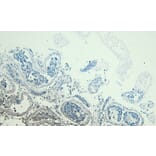 Immunohistochemistry - Anti-PARK7 Antibody (A83672) - Antibodies.com