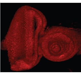 Immunofluorescence - Anti-E2F1 Antibody (A83673) - Antibodies.com