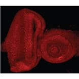 Immunofluorescence - Anti-E2F1 Antibody (A83673) - Antibodies.com