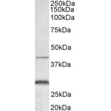Western Blot - Anti-CXCR2 Antibody (A83674) - Antibodies.com