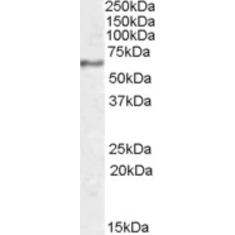 Western Blot - Anti-SYT1 Antibody (A83675) - Antibodies.com