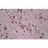Immunohistochemistry - Anti-SYT1 Antibody (A83675) - Antibodies.com