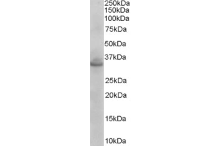 Western Blot - Anti-Syntaxin 1A + Syntaxin 1B Antibody (A83676) - Antibodies.com