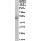 Western Blot - Anti-Syntaxin 1A + Syntaxin 1B Antibody (A83676) - Antibodies.com