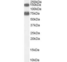 Western Blot - Anti-ACOX2 Antibody (A83677) - Antibodies.com