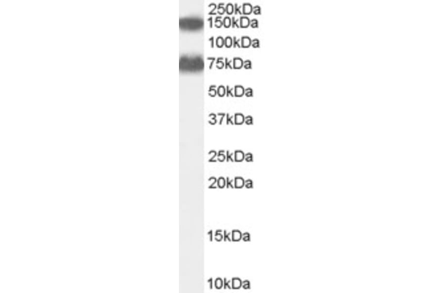 Western Blot - Anti-ACOX2 Antibody (A83677) - Antibodies.com