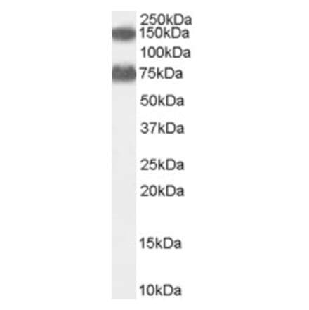 Western Blot - Anti-ACOX2 Antibody (A83677) - Antibodies.com