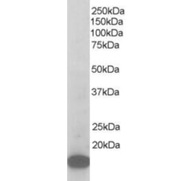 Western Blot - Anti-p21-ARC Antibody (A83679) - Antibodies.com