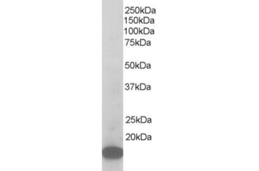 Western Blot - Anti-p21-ARC Antibody (A83679) - Antibodies.com