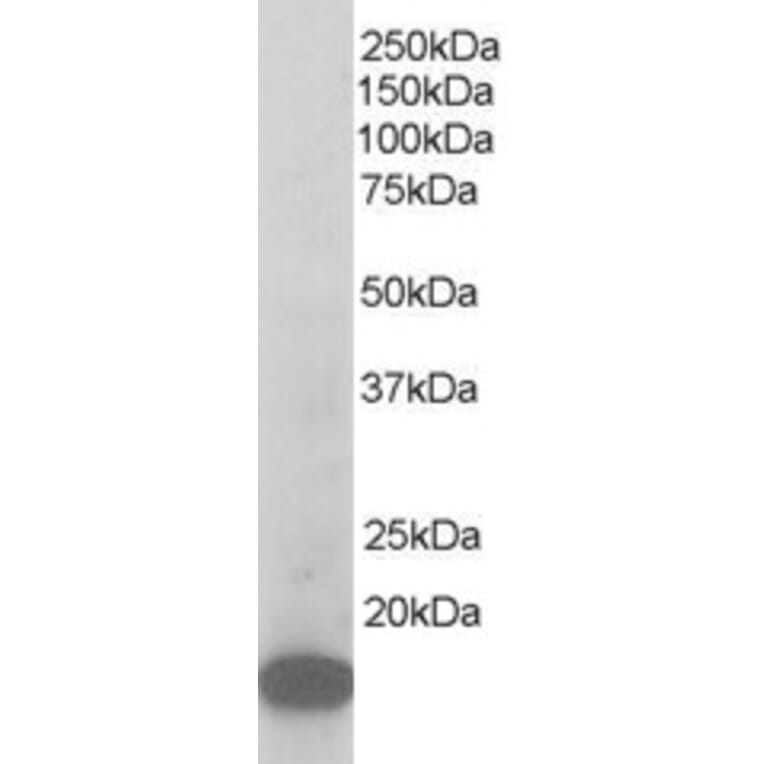 Western Blot - Anti-p21-ARC Antibody (A83679) - Antibodies.com