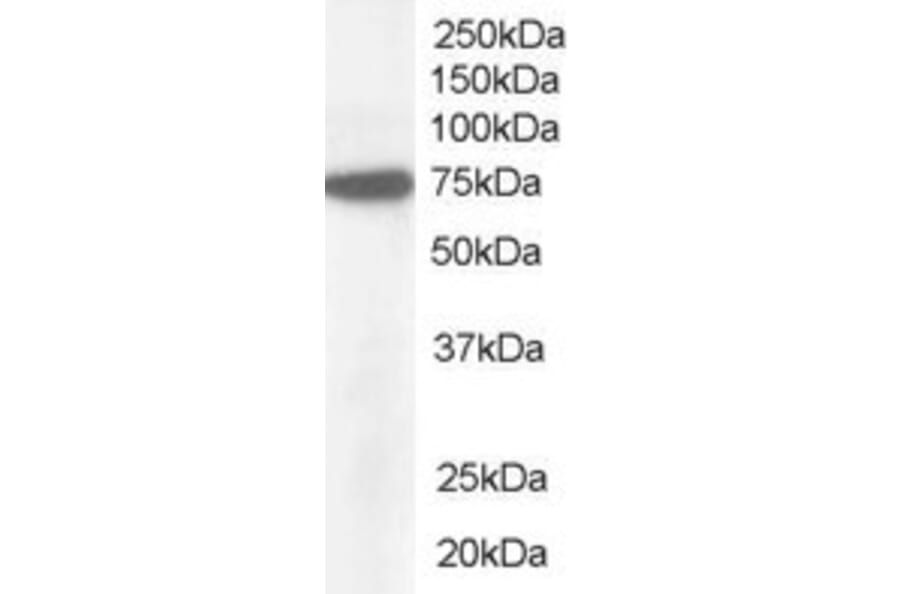 Western Blot - Anti-Pericentrin 1/FROUNT Antibody (A83680) - Antibodies.com