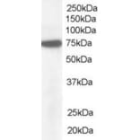 Western Blot - Anti-Pericentrin 1/FROUNT Antibody (A83680) - Antibodies.com