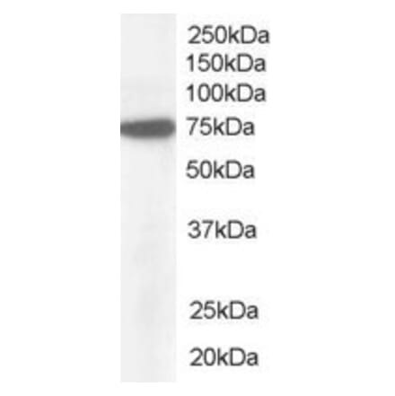 Western Blot - Anti-NUP85 Antibody (A83680) - Antibodies.com