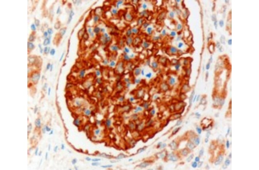 Immunohistochemistry - Anti-NHERF-2/SIP-1 Antibody (A83681) - Antibodies.com