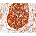 Immunohistochemistry - Anti-NHERF-2/SIP-1 Antibody (A83681) - Antibodies.com