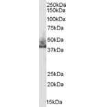 Western Blot - Anti-NHERF-2/SIP-1 Antibody (A83681) - Antibodies.com
