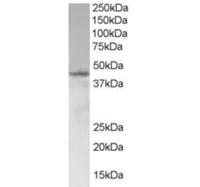 Western Blot - Anti-SAMSN1 Antibody (A83683) - Antibodies.com