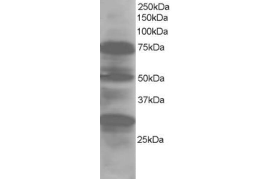 Western Blot - Anti-LMO7 Antibody (A83684) - Antibodies.com