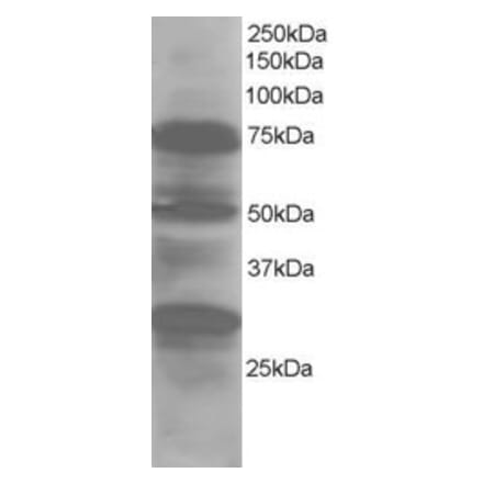 Western Blot - Anti-LMO7 Antibody (A83684) - Antibodies.com