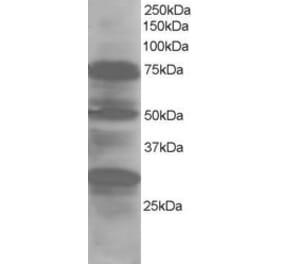 Western Blot - Anti-LMO7 Antibody (A83684) - Antibodies.com
