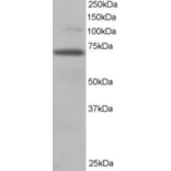 Western Blot - Anti-RanGAP1 Antibody (A83685) - Antibodies.com