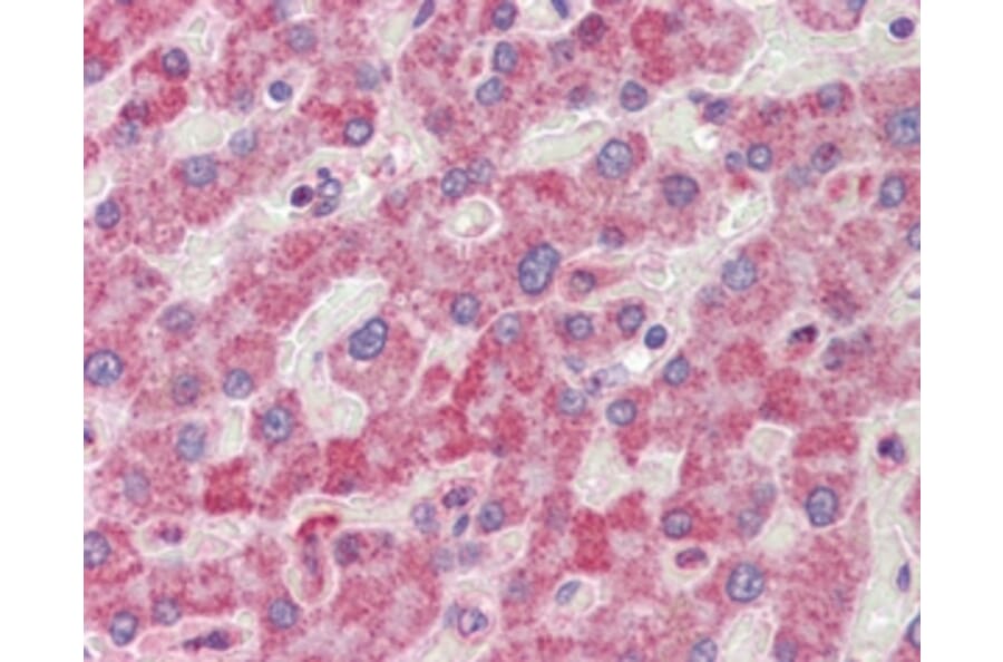 Immunohistochemistry - Anti-RanGAP1 Antibody (A83685) - Antibodies.com