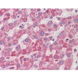 Immunohistochemistry - Anti-RanGAP1 Antibody (A83685) - Antibodies.com