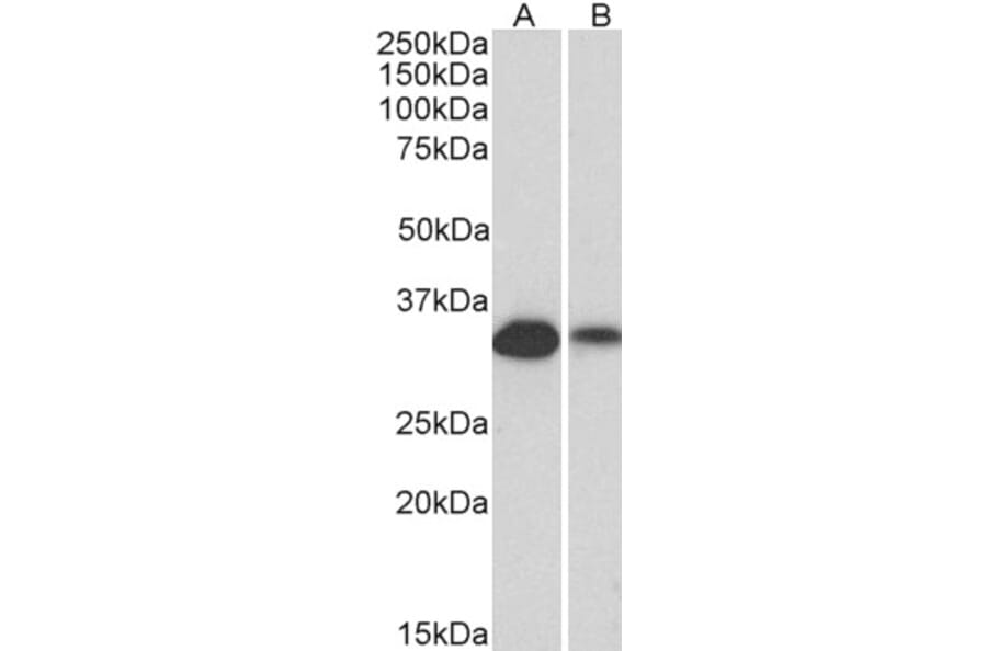 Western Blot - Anti-CD20 Antibody (A83686) - Antibodies.com