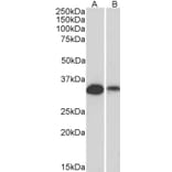 Western Blot - Anti-CD20 Antibody (A83686) - Antibodies.com