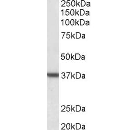Western Blot - Anti-ARG1 Antibody (A83687) - Antibodies.com