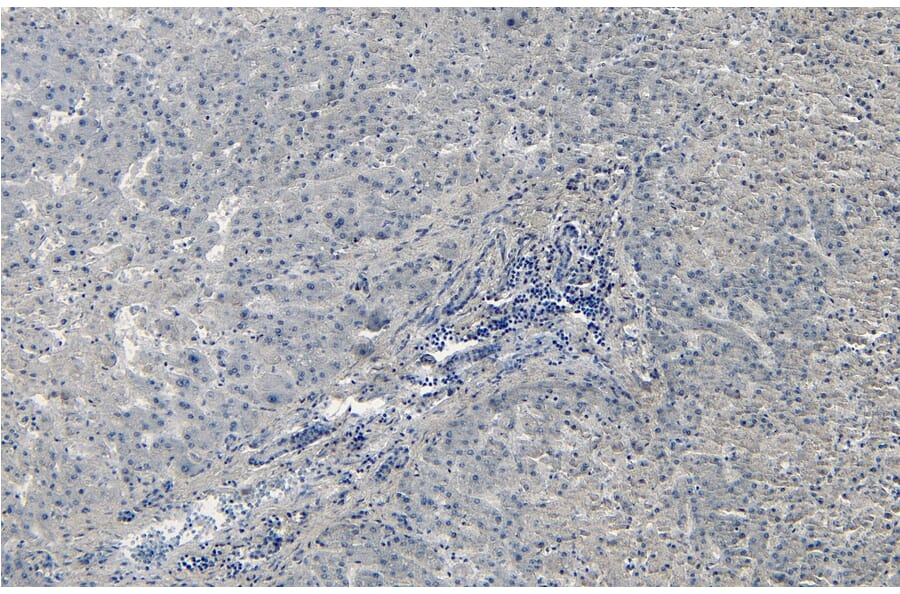 Immunohistochemistry - Anti-Liver Arginase Antibody (A83687) - Antibodies.com
