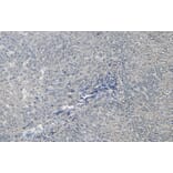 Immunohistochemistry - Anti-Liver Arginase Antibody (A83687) - Antibodies.com