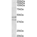 Western Blot - Anti-NPY2R/Y2 Receptor Antibody (A83689) - Antibodies.com
