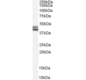 Western Blot - Anti-Npy2r Antibody (A83689) - Antibodies.com