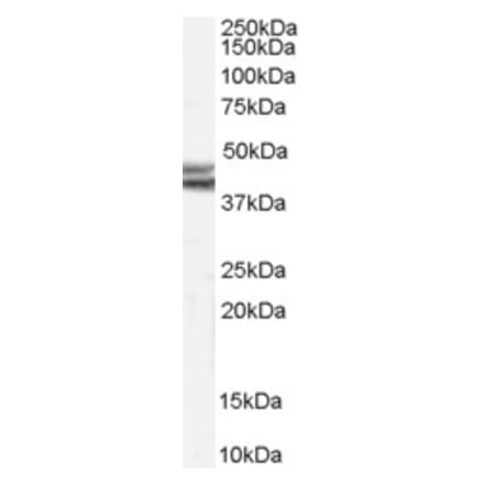 Western Blot - Anti-Npy2r Antibody (A83689) - Antibodies.com