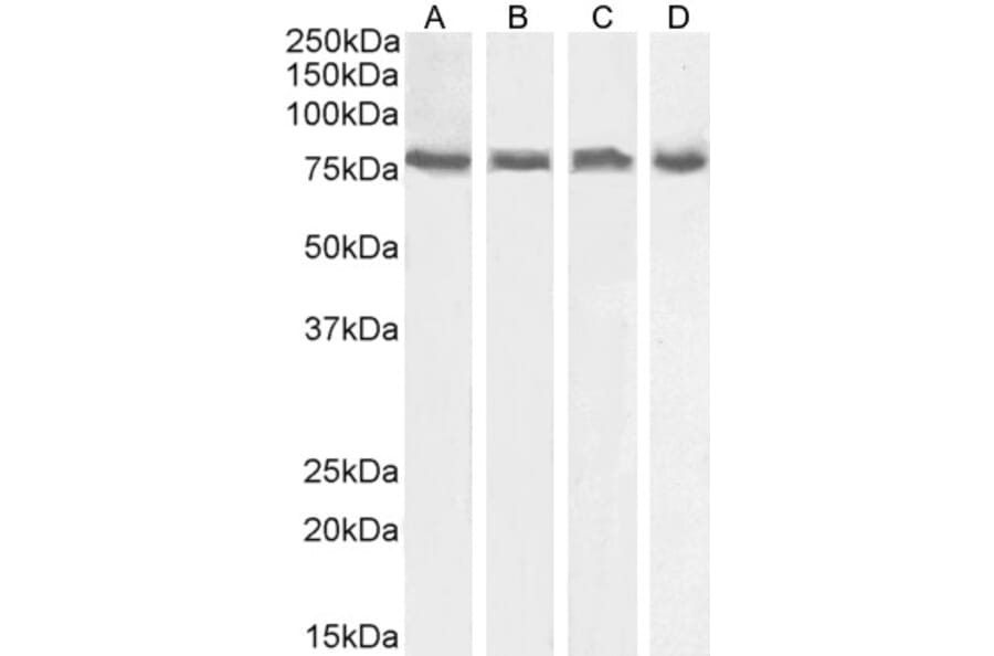 Western Blot - Anti-ELMO2 Antibody (A83692) - Antibodies.com
