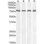 Western Blot - Anti-ELMO2 Antibody (A83692) - Antibodies.com