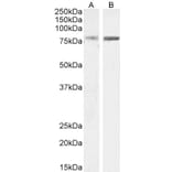 Western Blot - Anti-ELMO2 Antibody (A83692) - Antibodies.com