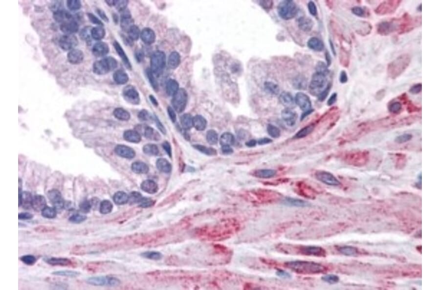 Immunohistochemistry - Anti-ELMO2 Antibody (A83692) - Antibodies.com