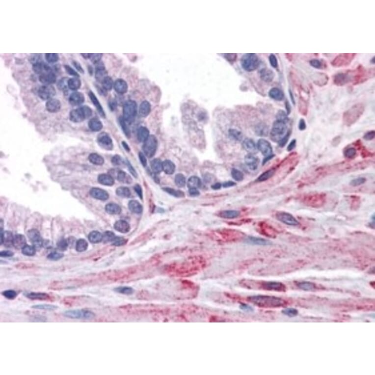 Immunohistochemistry - Anti-ELMO2 Antibody (A83692) - Antibodies.com