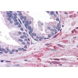 Immunohistochemistry - Anti-ELMO2 Antibody (A83692) - Antibodies.com
