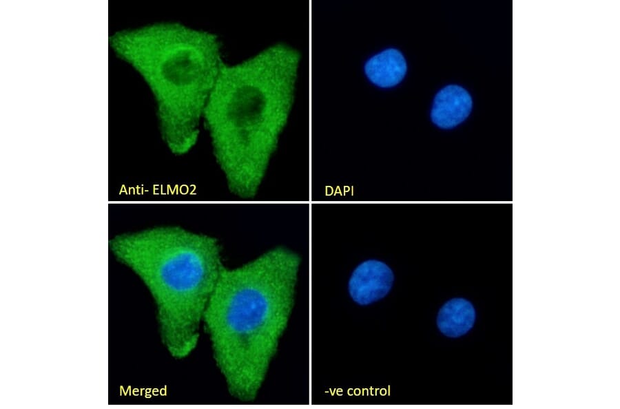 Immunofluorescence - Anti-ELMO2 Antibody (A83692) - Antibodies.com