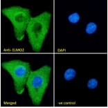 Immunofluorescence - Anti-ELMO2 Antibody (A83692) - Antibodies.com