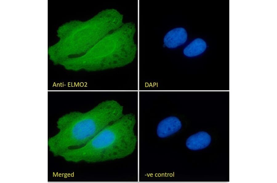 Immunofluorescence - Anti-ELMO2 Antibody (A83692) - Antibodies.com