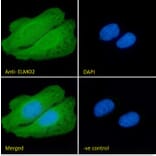 Immunofluorescence - Anti-ELMO2 Antibody (A83692) - Antibodies.com