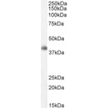 Western Blot - Anti-Dkk3 Antibody (A83694) - Antibodies.com