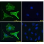 Immunofluorescence - Anti-SPRY1 Antibody (A83695) - Antibodies.com