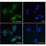 Immunofluorescence - Anti-SPRY1 Antibody (A83695) - Antibodies.com