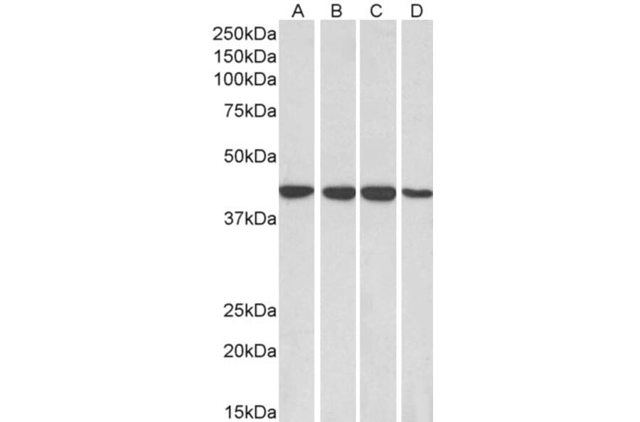 Western Blot - Anti-RAE1 Antibody (A83696) - Antibodies.com